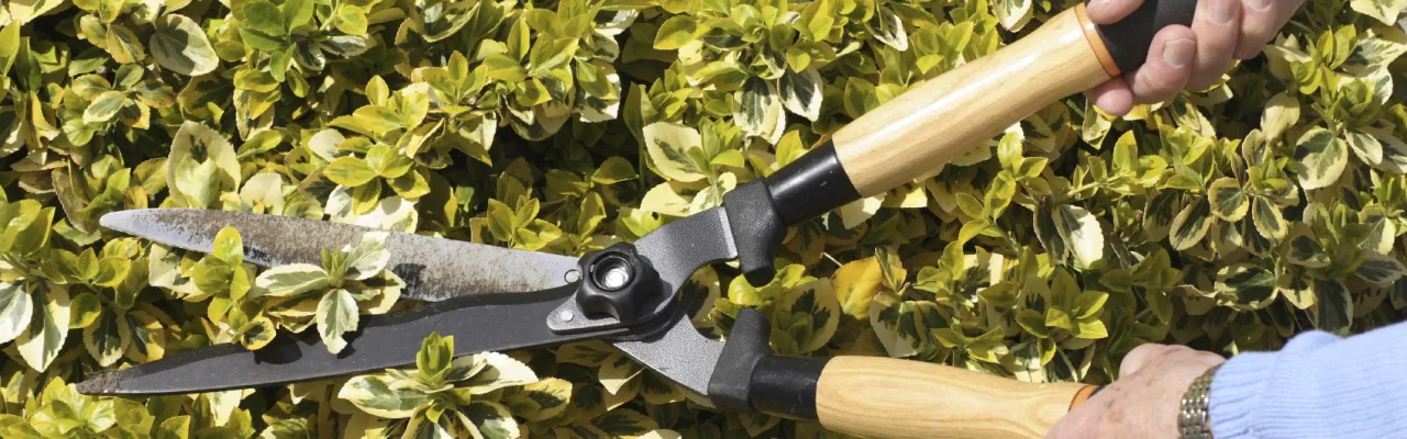 Shrub Pruning