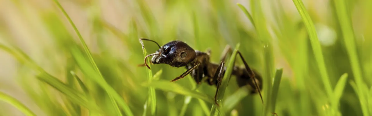 Turf Insect & Disease Control