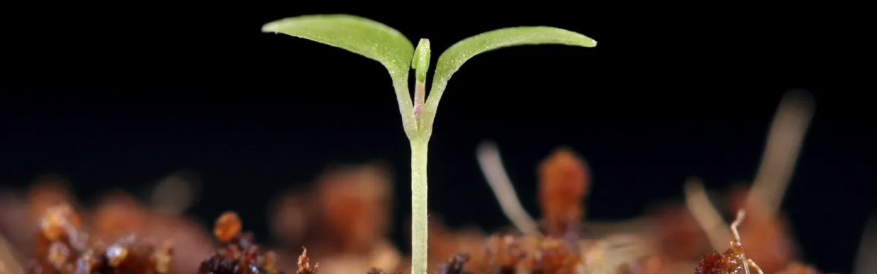 Tree & Shrub Installation